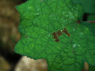 close-up of the leaves of urena lobata which have a hole in the middle