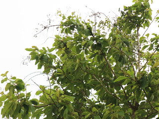 portrait of a teak plant or Tectona grandis with very dense leaves photographed from the bottom...