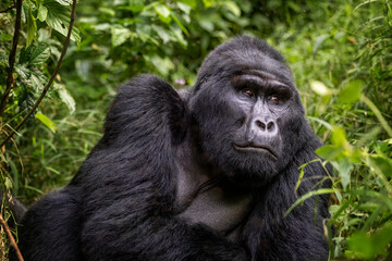 Maraya, an adult male blackback gorilla, gorilla beringei beringei, from the Habinyanja family, Bwindi Inpenetrable Forest, Uganda, a World Heritage site. - 759839808