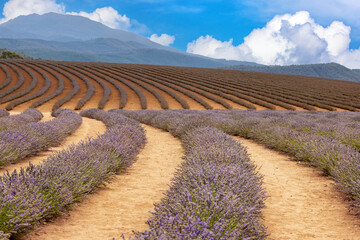 Rows of cultivated lavender plants growing in rich soil. Mountain and summer sky background. Tasmania, Australia.