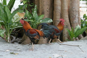 chicken rooster in the farm at countryside.
