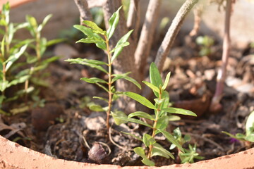 Pomegranate saplings in the pot 