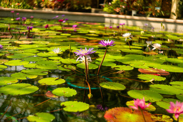 water lilies
