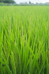 緑の稲穂が美しい日本の夏の田園風景