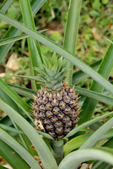 Fototapeta premium Ananas auf einer Plantage