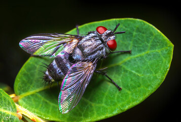 top view close up of a housefly standing on green leaf.