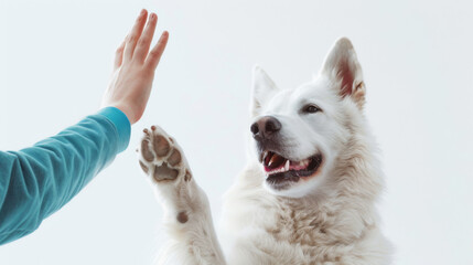 A smiling dog high-fives its human's hand against a white background.