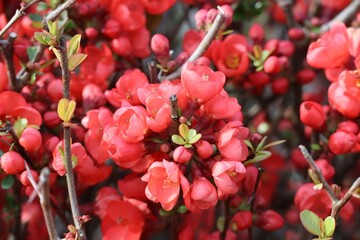 dark red japanese Ornamental quince