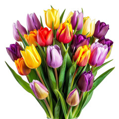 Colorful Tulips in Vase. Transparent PNG Background