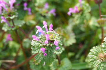 日本の春に咲く植物で河川敷に咲いていたホトケノザ
