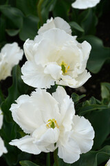 Tulip Super Parrot flowers