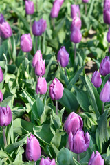 Tulip Purple Flag flowers