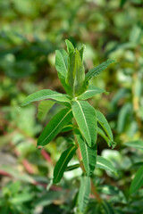 Cushion spurge leaves