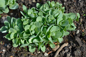 Stonecrop Lisa new leaves