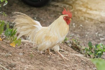 chicken rooster in the farm at countryside.