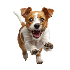 Small Brown and White Dog Running Across White Floor. Transparent PNG Background