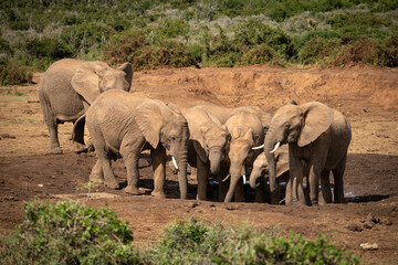 Fototapeta premium Herd of African bush elephants at watering hole in Addo Elephant National Park, Gqeberha (Port Elizabeth), South Africa 
