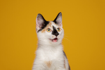 Calico Tri Colour Cat Kitten Yellow Background Studio Headshot Meow