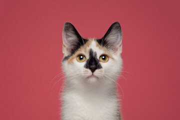 Calico Tri Colour Cat Kitten Pink Background Studio Headshot Eye Contact