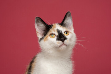 Calico Tri Colour Cat Kitten Pink Background Studio Headshot Looking