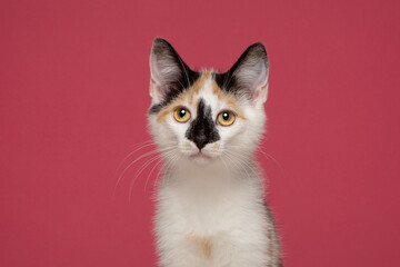 Calico Tri Colour Cat Kitten Pink Background Studio Headshot Portrait Cute