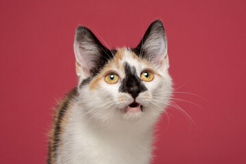 Calico Tri Colour Cat Kitten Pink Background Studio Close Up Meow