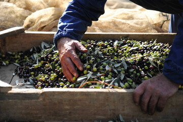 Every year in Tuscany the Olive harvest is done with nets and boxes for the production of extra...