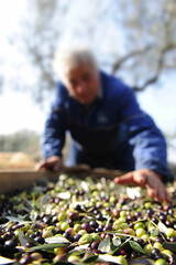 Every year in Tuscany the Olive harvest is done with nets and boxes for the production of extra virgin olive oil that is widely used in Italian and world cuisine.