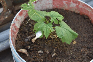 Bitter Gourd plant growing in a grow bag