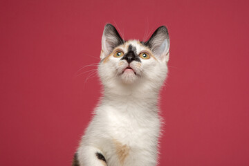 Calico Tri Colour Cat Kitten Pink Background Studio Portrait Headshot 