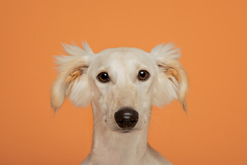 Saluki Cross Breed Dog Fuffy Ears Studio Portrait Orange Background 