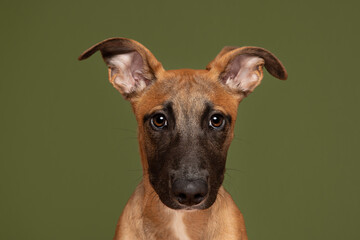 Lurcher Cross Breed Dog Big Ears Studio Portrait Green Background 
