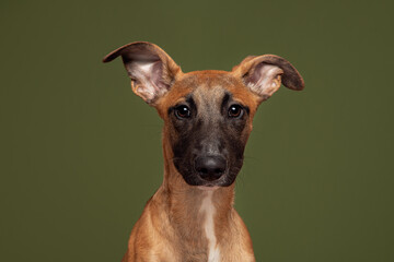Lurcher Cross Breed Dog Big Ears Studio Portrait Green Background