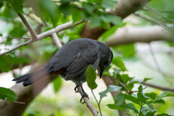 A Gray Catbird bird perched on a tree branch in summer Florida shrubs