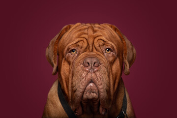 Dogue De Bordeaux Big Dog Pink Background Studio Headshot Portrait