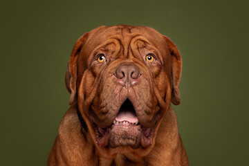 Dogue De Bordeaux Big Dog Green Background Studio Headshot Portrait
