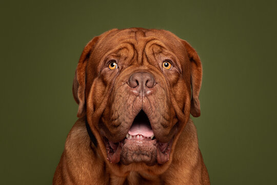 Dogue De Bordeaux Big Dog Green Background Studio Headshot Portrait