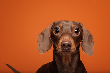 Dachshund Small Dog Orange Background Studio Headshot Portrait
