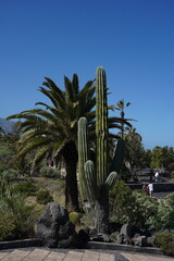 Kaktus und Palme