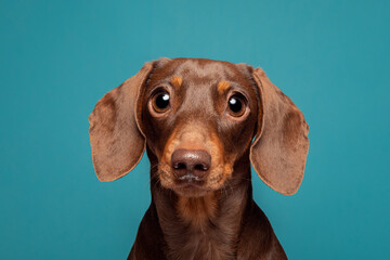 Dachshund Small Dog Blue Background Studio Headshot Portrait