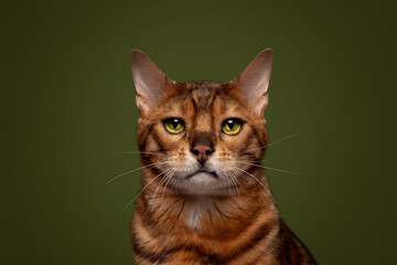 Ginger Bengal Cat Green Colour Background Studio Headshot
