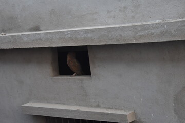 Owl sitting on a window