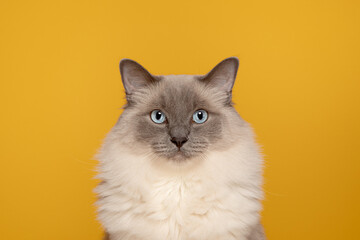 Blue Point Ragdoll Cat Portrait Yellow Background Colour Studio Headshot