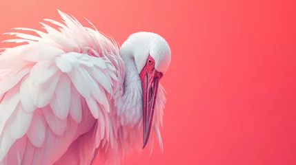 Fotobehang stork tilted its head, bird on its side, empty space for text, pink background with a coral tint © yanapopovaiv
