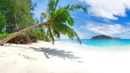 Beach with palm trees and sea 