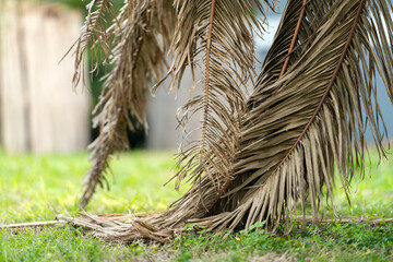 Dead palm tree with dry branches on Florida home backyard. Tree removal concept