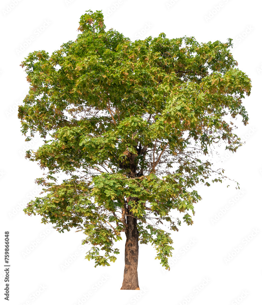 Poster tree image dicut and removed original background, png transparent