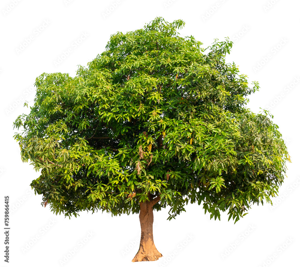Aufkleber mango tree image png transparent background