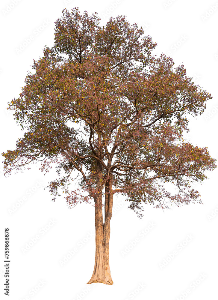 Poster spring tree and red leves png transparent background