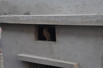 Owl sitting on a window